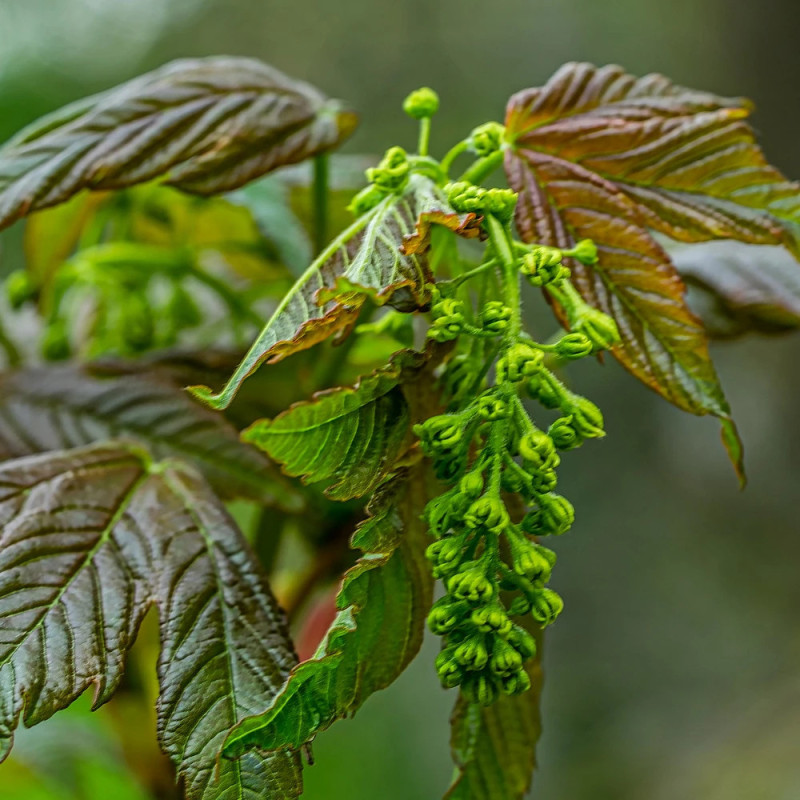 Érable sycomore Regal Petticoat® 'Tunpetti', Acer pseudoplatanus