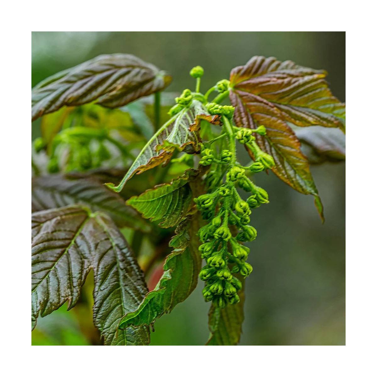 Érable sycomore Regal Petticoat® 'Tunpetti', Acer pseudoplatanus Érable sycomore Regal Petticoat® 'Tunpetti', Acer pseudoplatanus