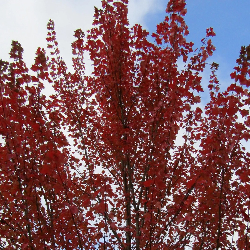 Acer Rouge Érable rouge Armstrong (Acer rubrum) : Arbre colonnaire idéal