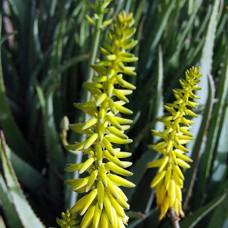 Aloe persistante