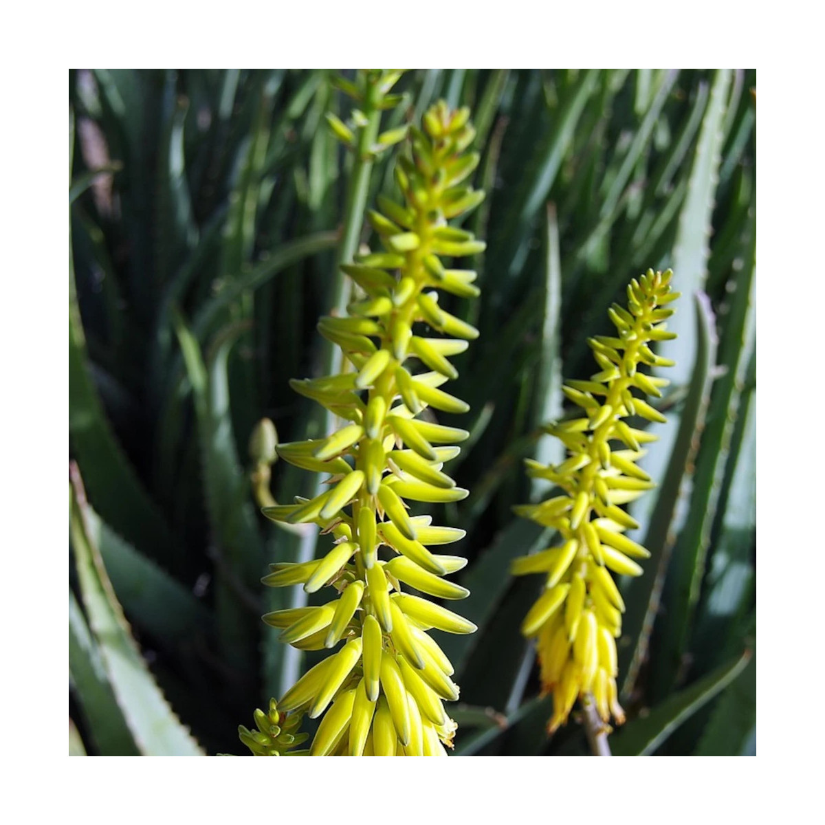 Aloe persistante