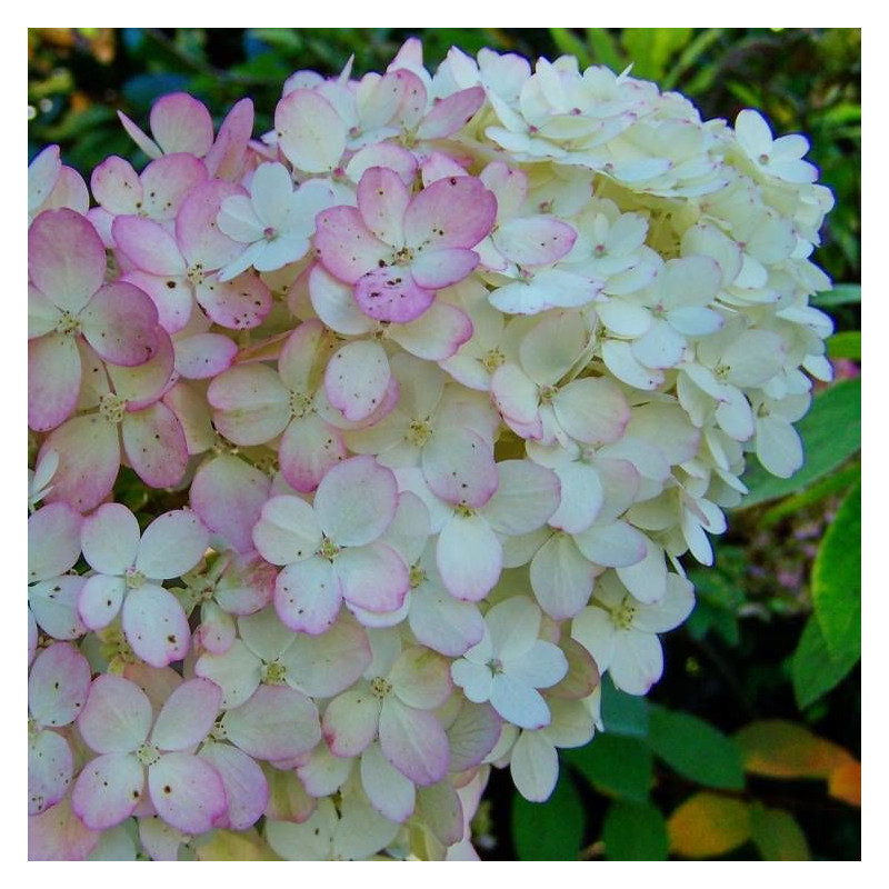 Hortensia paniculata Early Sensation® 'Bulk', Hydrangea paniculata