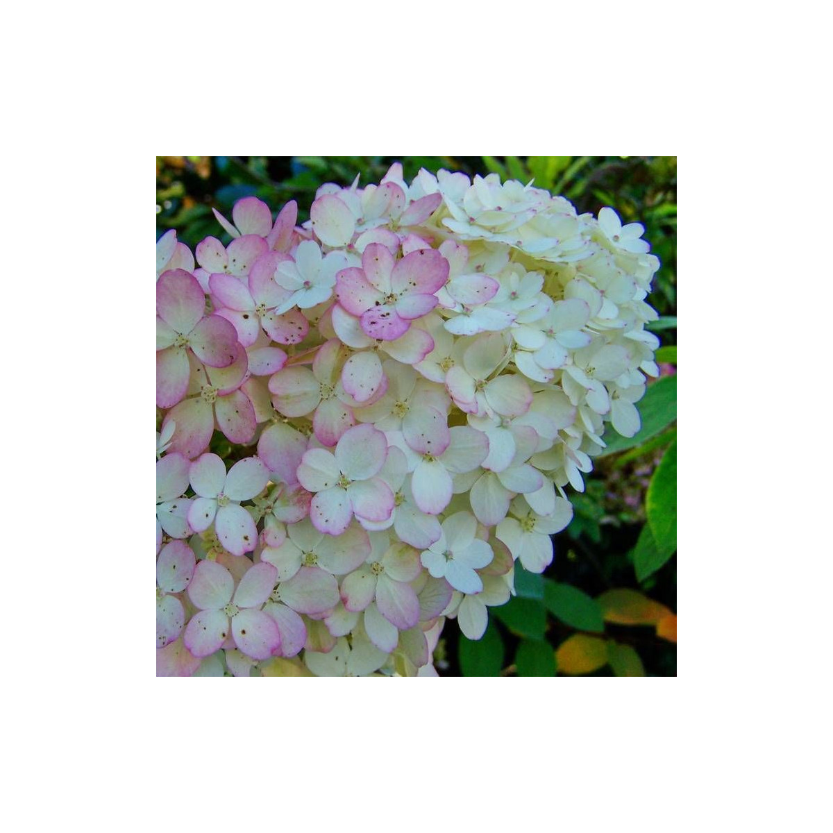 Hortensia paniculata Early Sensation® 'Bulk', Hydrangea paniculata Hortensia paniculata Early Sensation® 'Bulk', Hydrangea paniculata