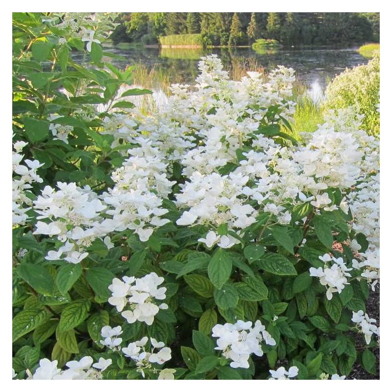 Hortensia paniculata Great Star® 'Le Vasterival', Hydrangea paniculata