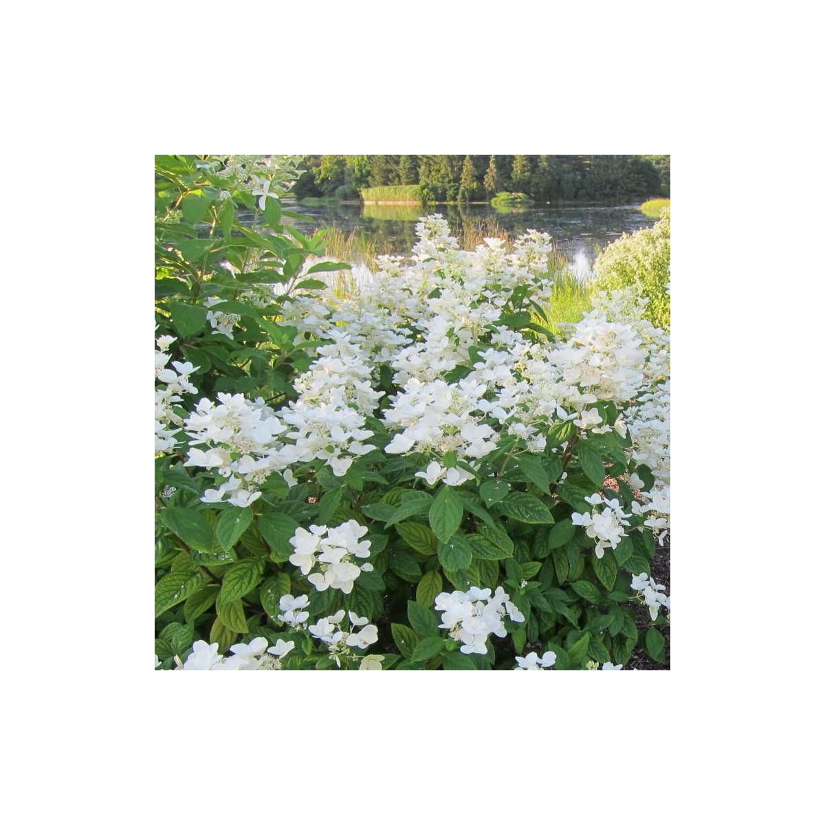 Hortensia paniculata Great Star® 'Le Vasterival', Hydrangea paniculata Hortensia paniculata Great Star® 'Le Vasterival', Hydrangea paniculata