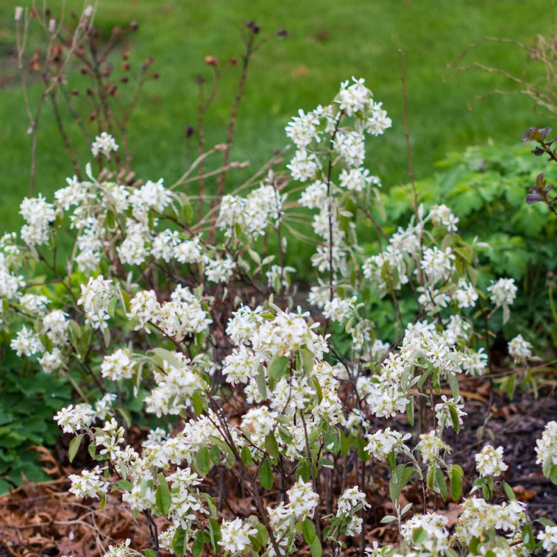 Floraison printanière blanche et dense de l'Amélanchier du Canada Glenform