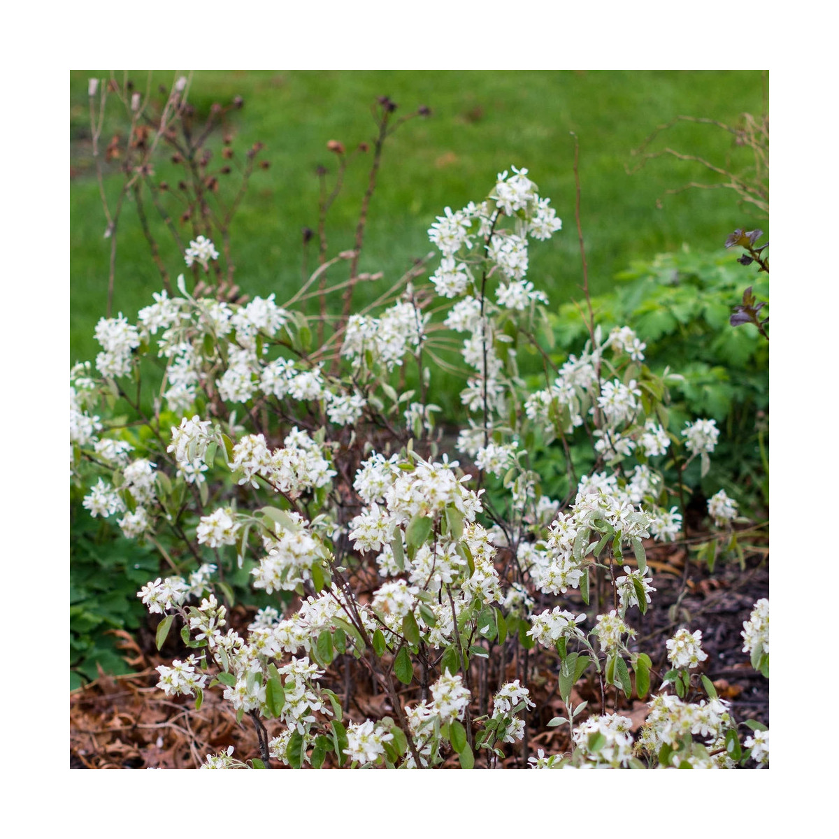 Floraison printanière blanche et dense de l'Amélanchier du Canada Glenform