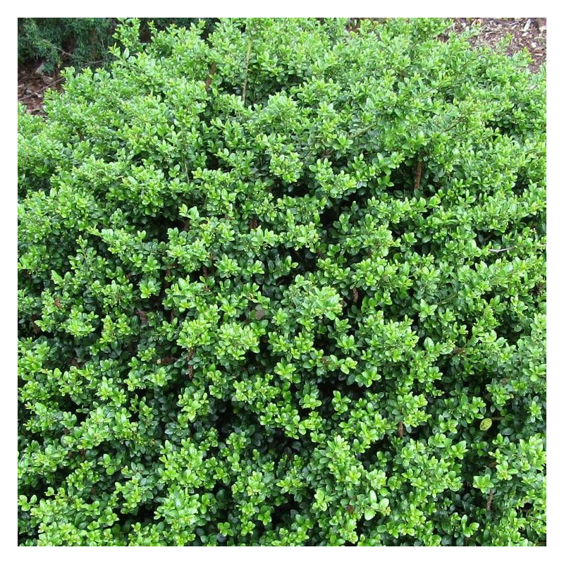 Houx crénelé Patti'o® 'FarrowSK6', Ilex crenata