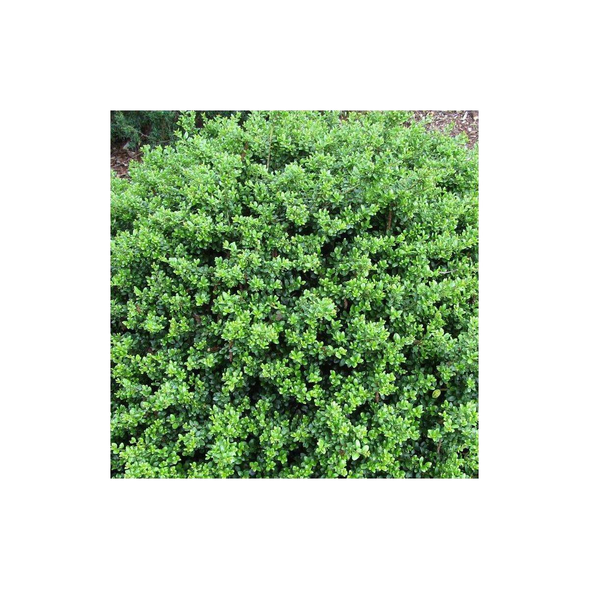 Houx crénelé Patti'o® 'FarrowSK6', Ilex crenata