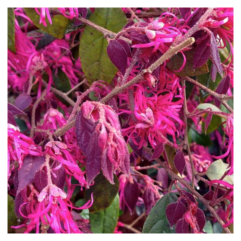 Loropetalum Ming Dynasty, Loropétale