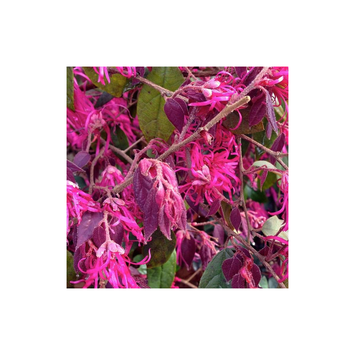 Loropetalum Ming Dynasty, Loropétale