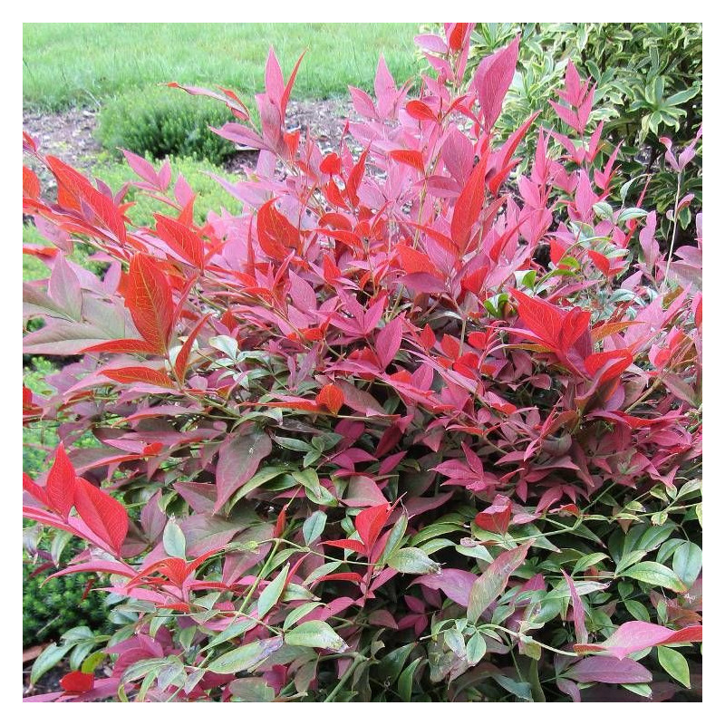 Bambou sacré Obsessed® 'Seika', Nandina