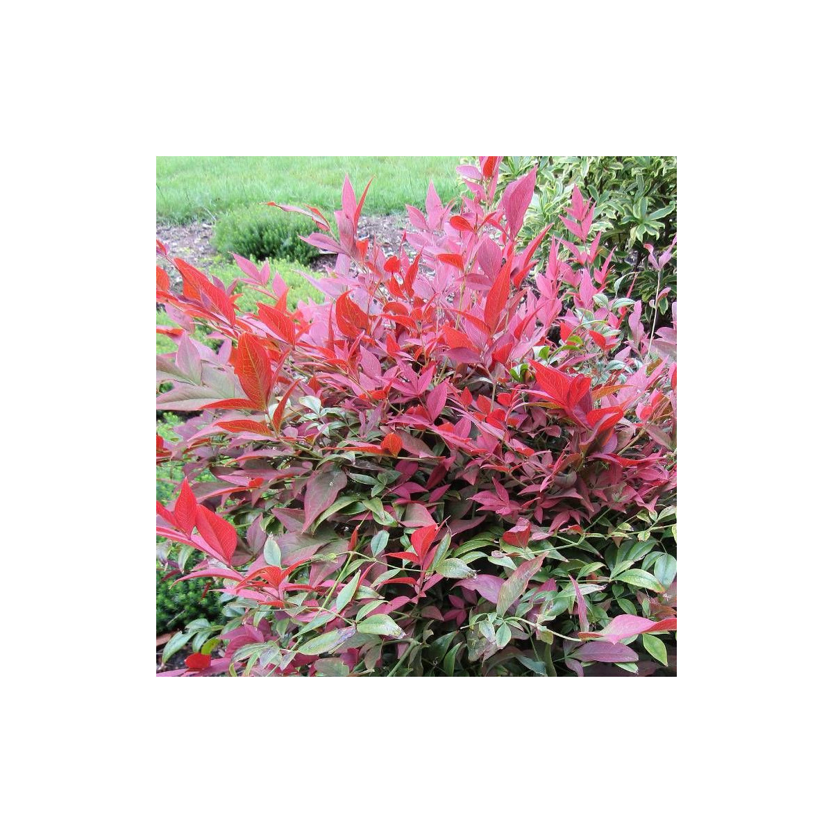 Bambou sacré Obsessed® 'Seika', Nandina