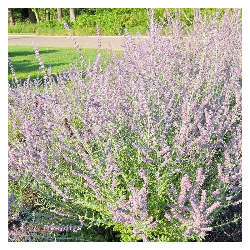 Lavande d'Afghanistan Lacey Blue® 'Lisslitt', Sauge Russe, Perovskia