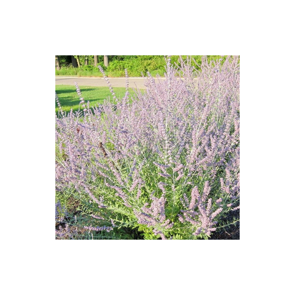 Lavande d'Afghanistan Lacey Blue® 'Lisslitt', Sauge Russe, Perovskia