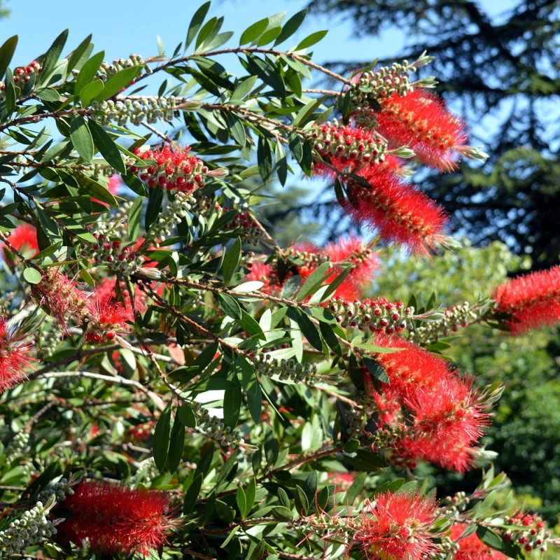 Rince-bouteilles Inferno® 'Yanferno', Callistemon