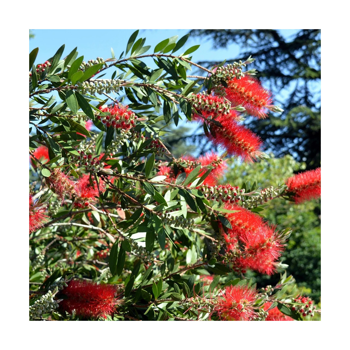 Rince-bouteilles Inferno® 'Yanferno', Callistemon Rince-bouteilles Inferno® 'Yanferno', Callistemon