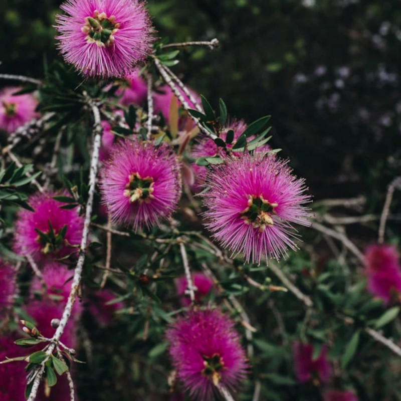 Rince-bouteilles Violaceus, Callistemon