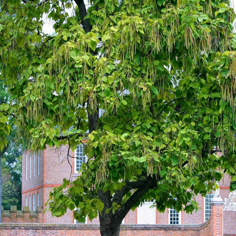 Catalpa commun, Catalpa bignonioides