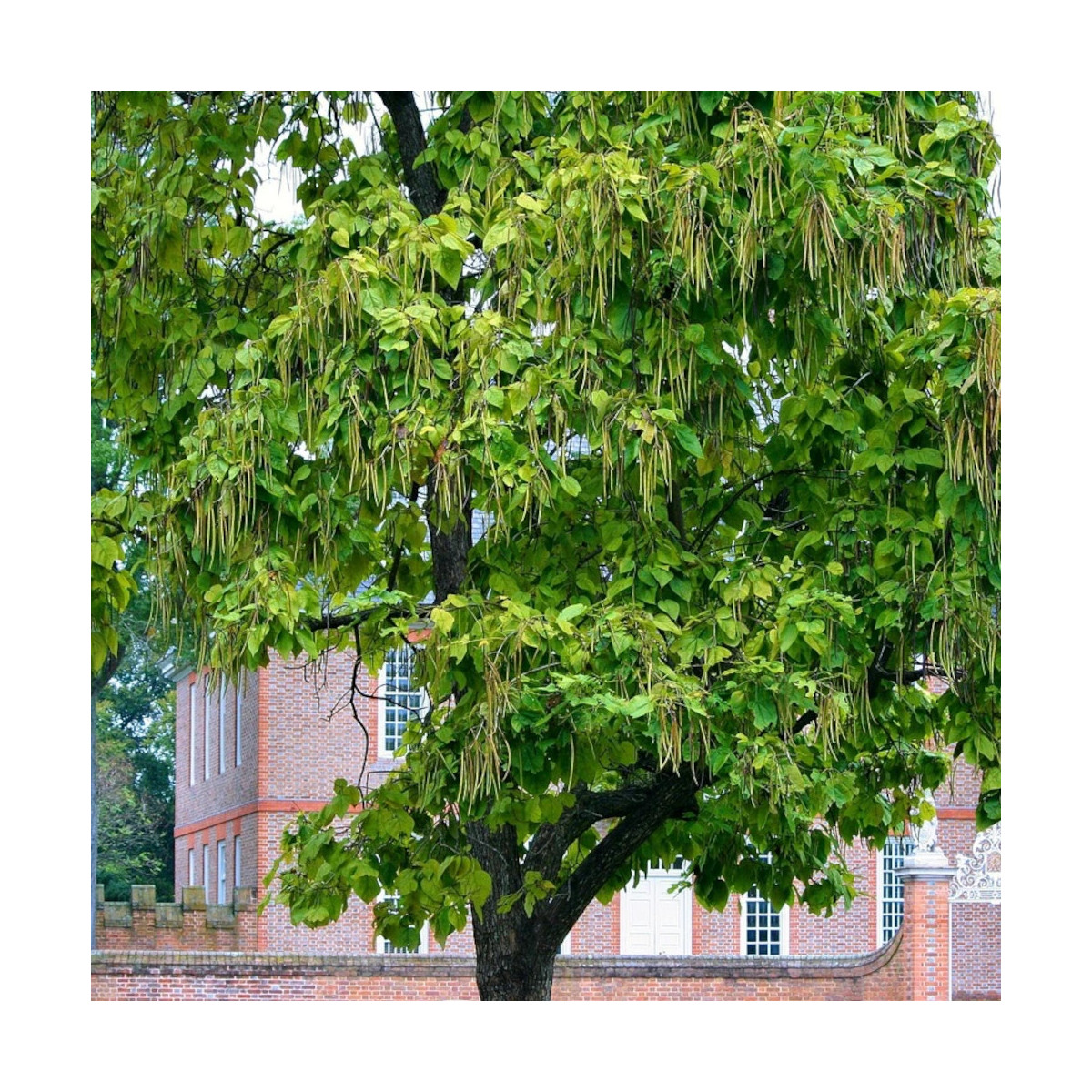 Catalpa commun, Catalpa bignonioides Catalpa commun, Catalpa bignonioides