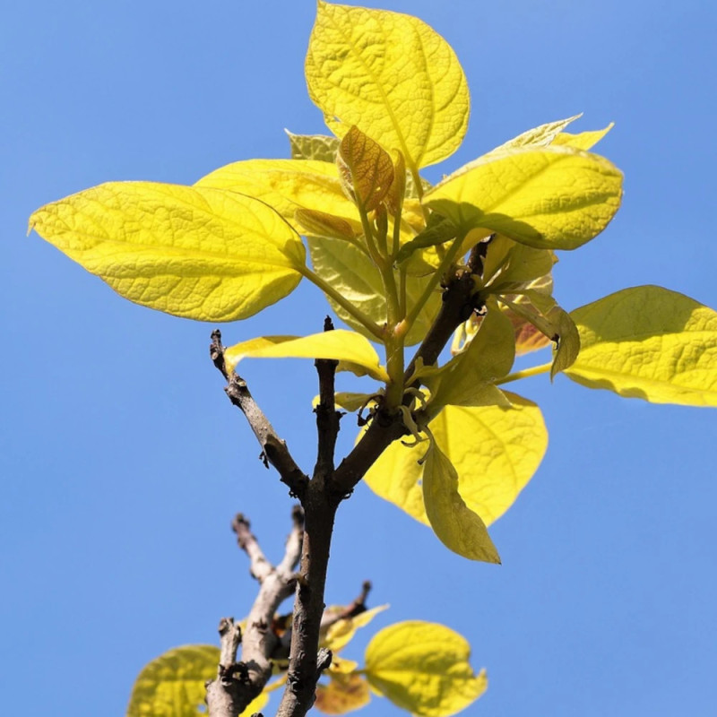 Catalpa commun doré, Catalpa bignonioides