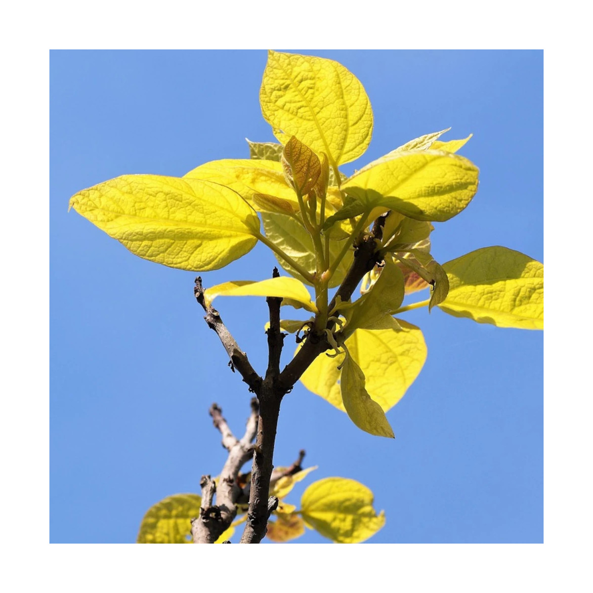 Catalpa commun doré, Catalpa bignonioides