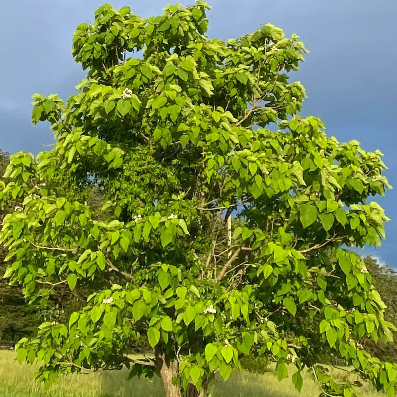 Catalpa boule , Catalpa Nana Bungei