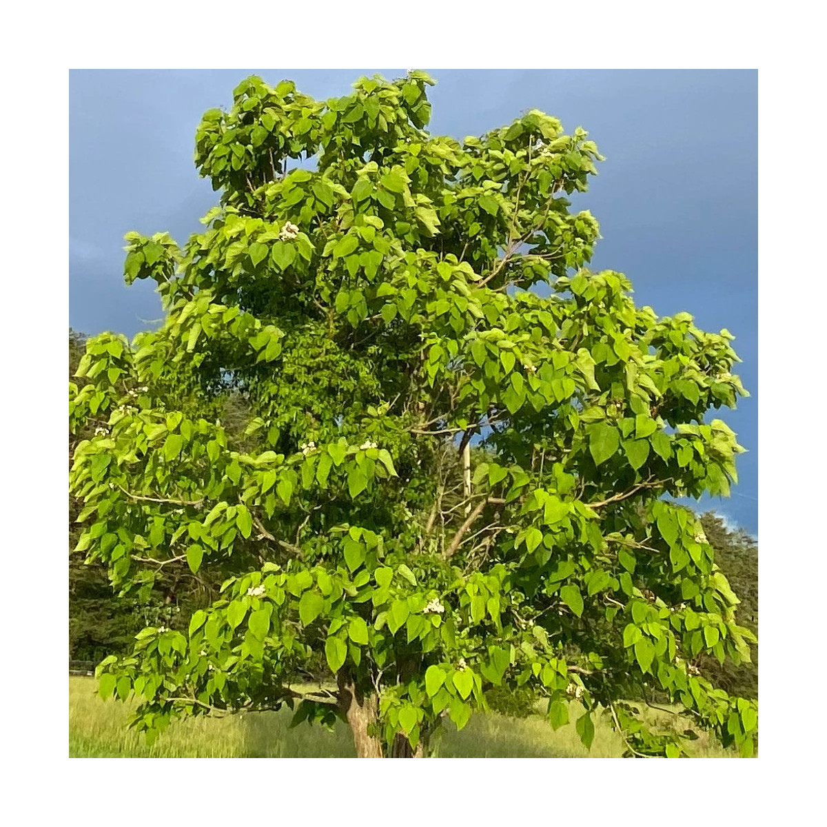 Catalpa boule , Catalpa Nana Bungei Catalpa boule , Catalpa Nana Bungei