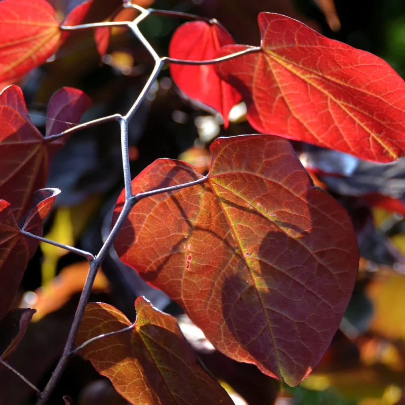 Cercis du Canada Ace of Spades, Arbre de Judée, Gainier du Canada