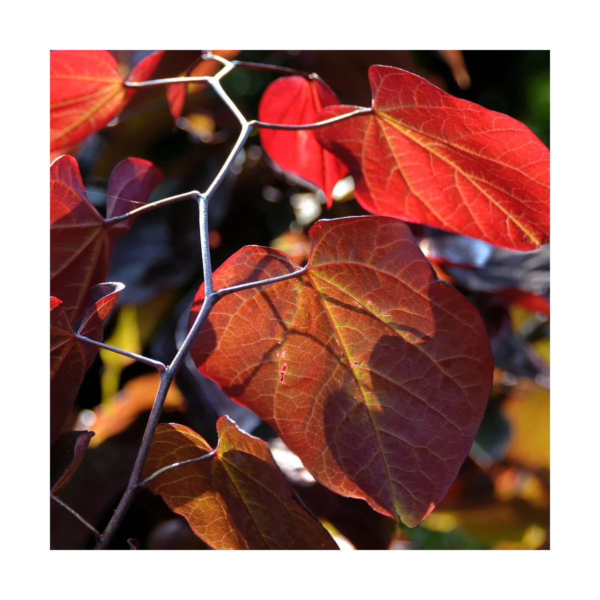 Cercis du Canada Ace of Spades, Arbre de Judée, Gainier du Canada