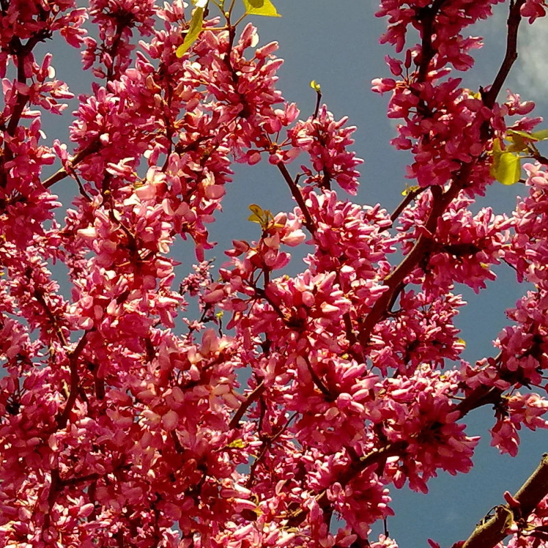 Cercis du Canada Appalachian Red, Arbre de Judée, Gainier du Canada