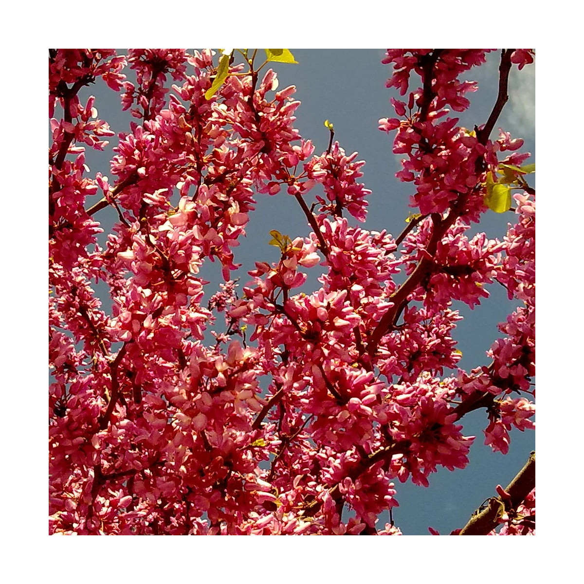 Cercis du Canada Appalachian Red, Arbre de Judée, Gainier du Canada