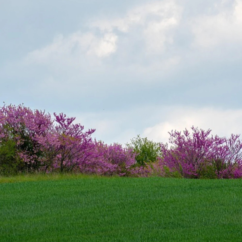 Cercis silicastre Bodnant, Arbre de Judée, Gainier