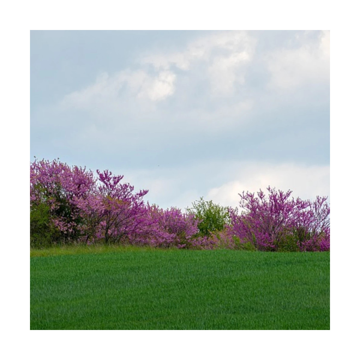 Cercis silicastre Bodnant, Arbre de Judée, Gainier Cercis silicastre Bodnant, Arbre de Judée, Gainier