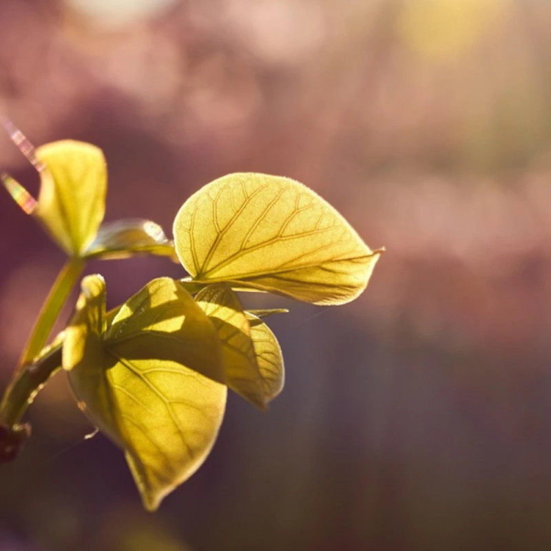 Cercis du Canada Golden Falls® 'NC2015 12', Arbre de Judée, Gainier du Canada
