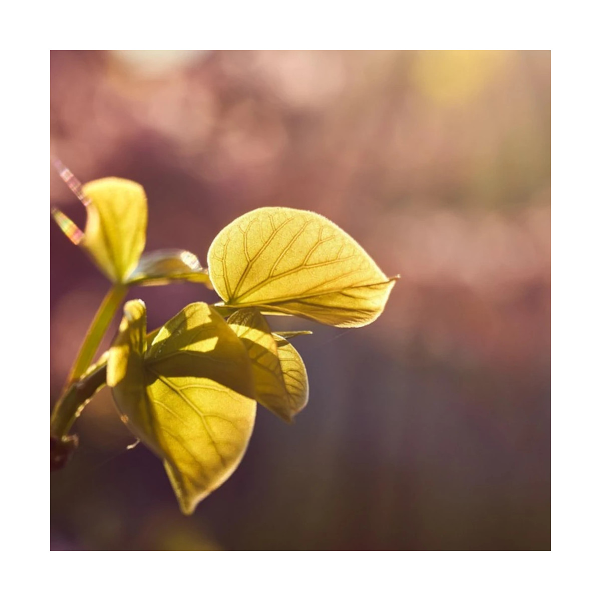 Cercis du Canada Golden Falls® 'NC2015 12', Arbre de Judée, Gainier du Canada
