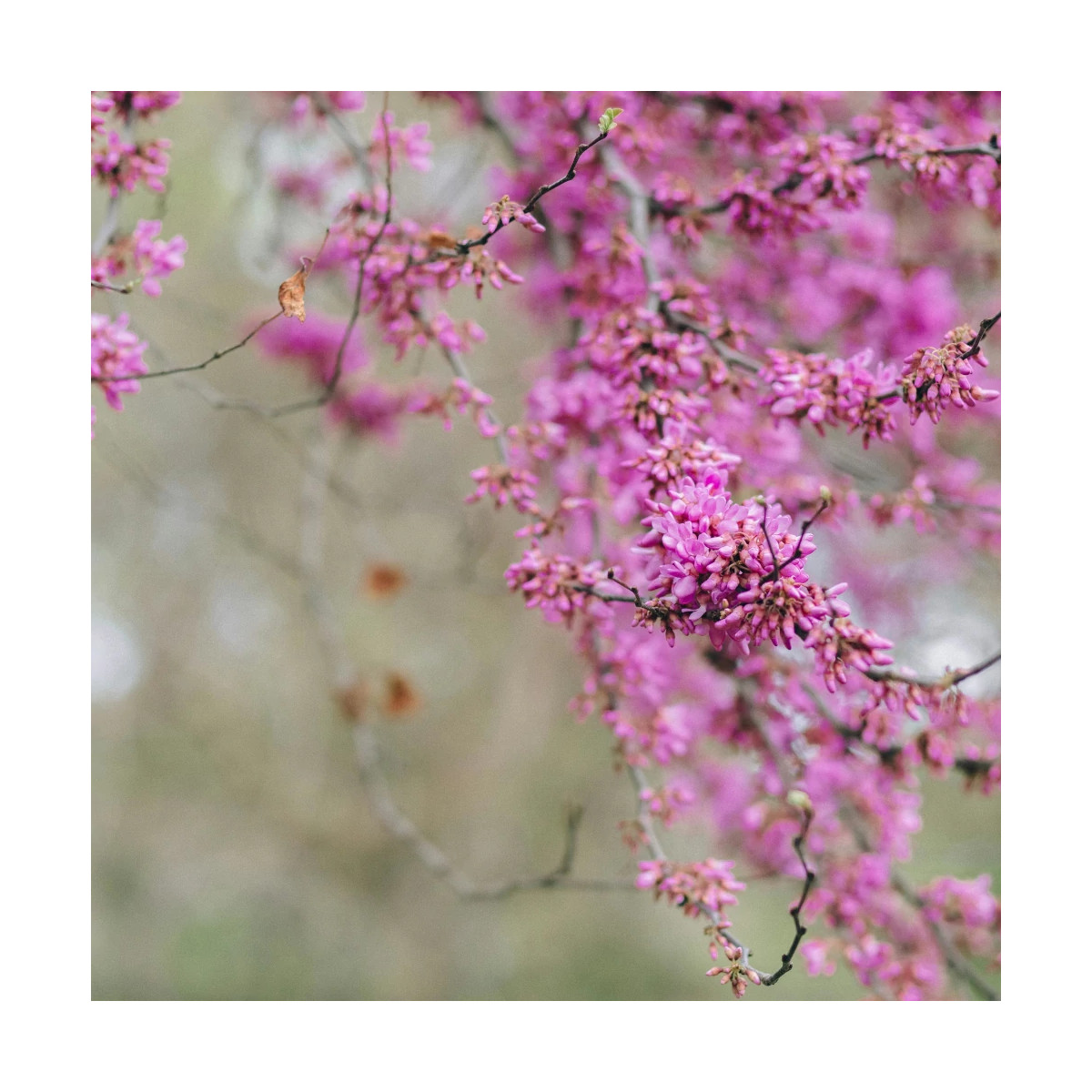 Cercis du Canada Hearts of Gold, Arbre de Judée, Gainier du Canada