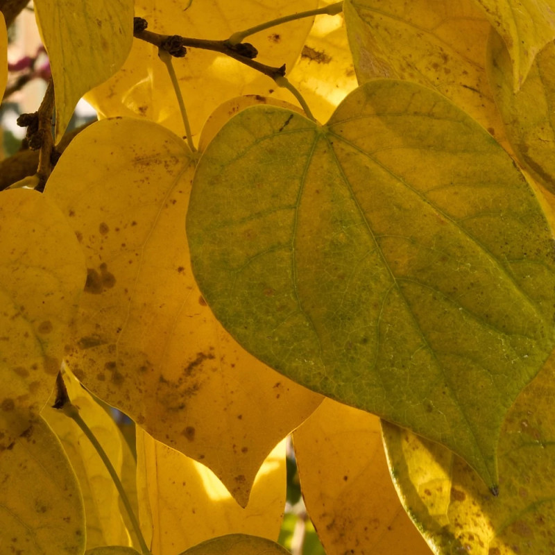 Cercis du Canada Hearts of Gold, Arbre de Judée, Gainier du Canada