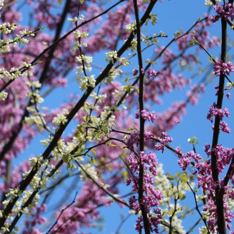 Cercis du Canada Vanilla Twist, Arbre de Judée, Gainier du Canada