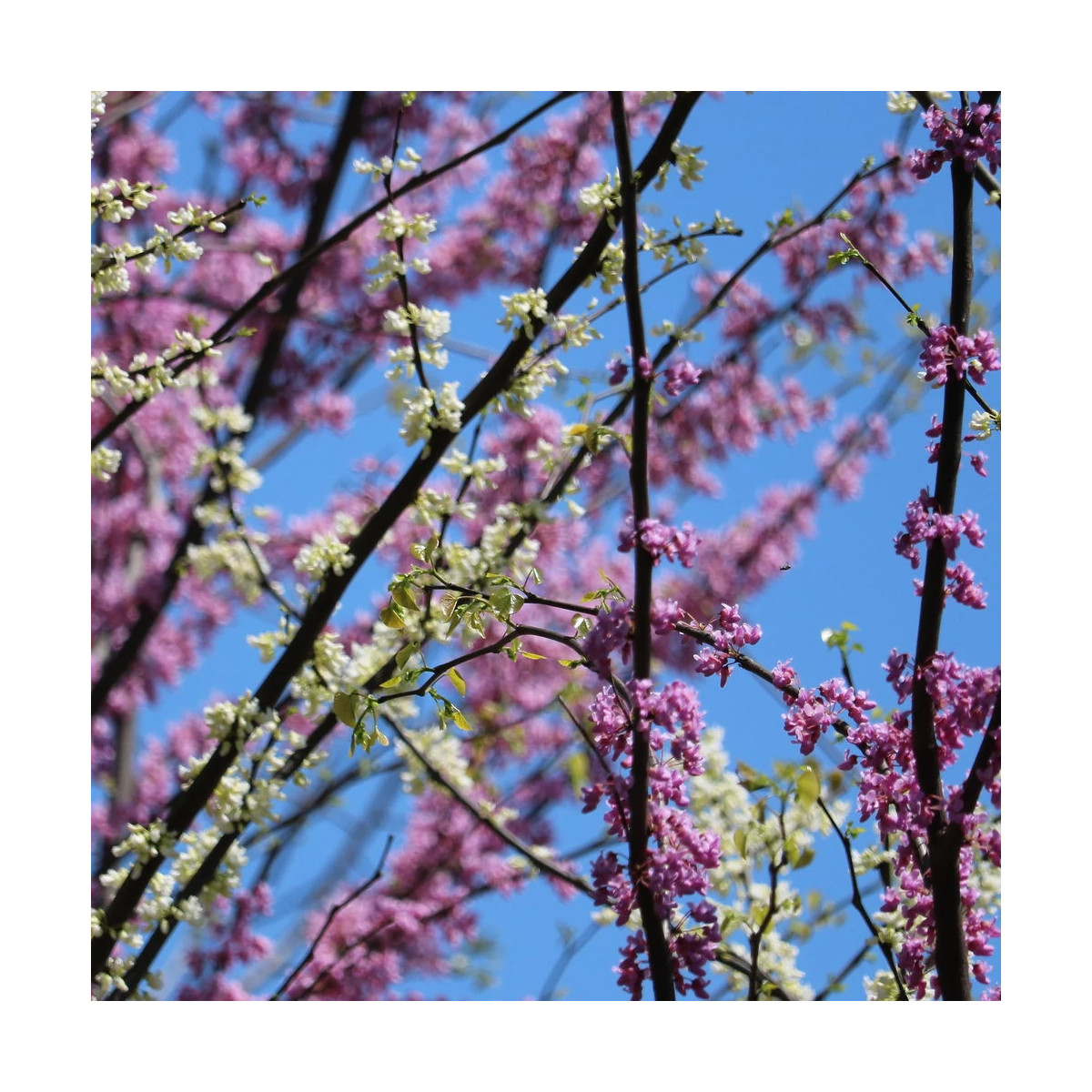 Cercis du Canada Vanilla Twist, Arbre de Judée, Gainier du Canada