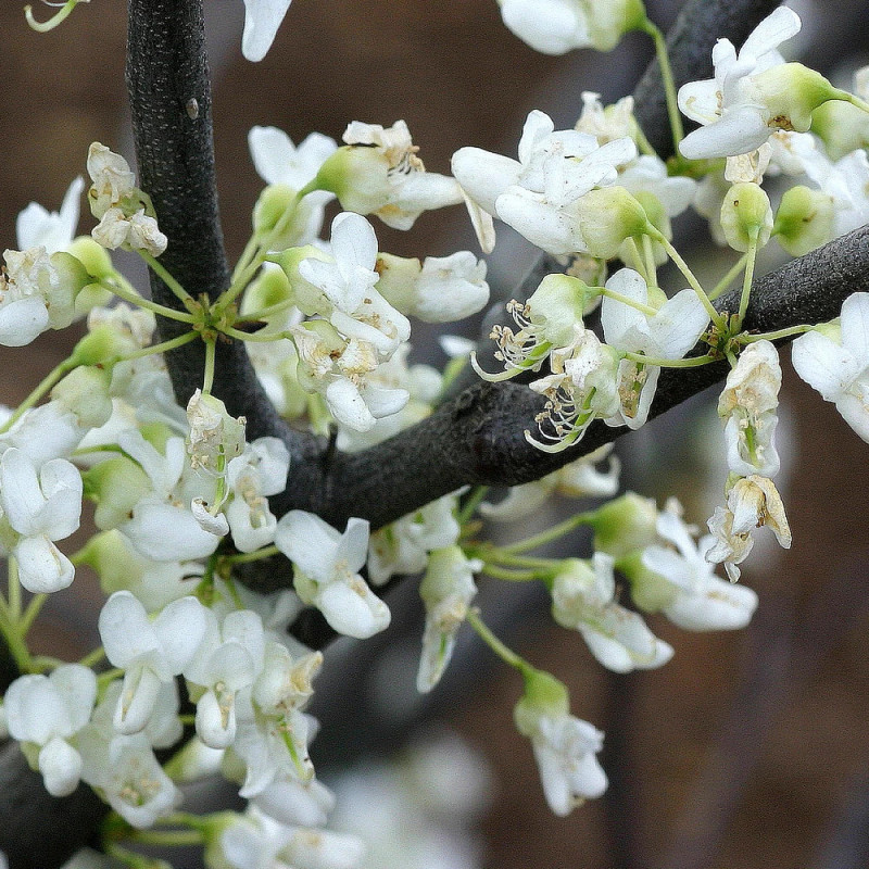 Cercis de Chine Shirobana, Arbre de Judée, Gainier de Chine
