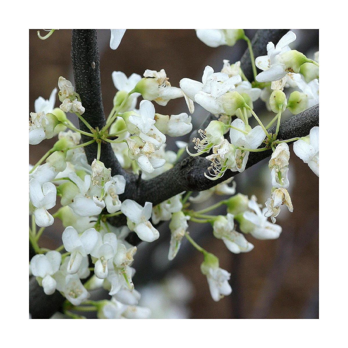 Cercis de Chine Shirobana, Arbre de Judée, Gainier de Chine
