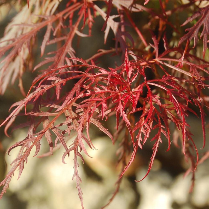 Érable du Japon Dissectum Viridis, Acer palmatum