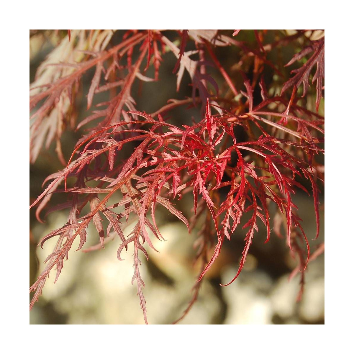 Érable du Japon Dissectum Viridis, Acer palmatum Érable du Japon Dissectum Viridis, Acer palmatum