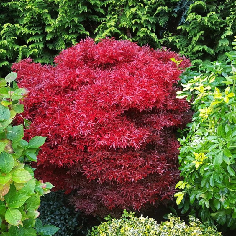 Érable du Japon Dissectum Viridis, Acer palmatum