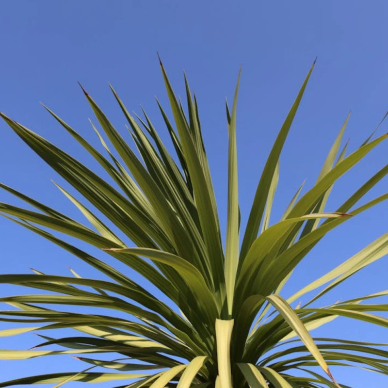 Cordyline indivisa