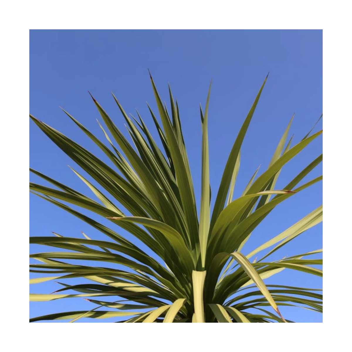 Cordyline indivisa
