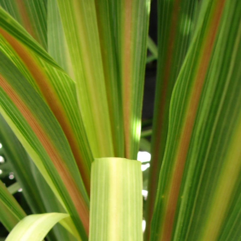 Cordyline indivisa Festival Lime