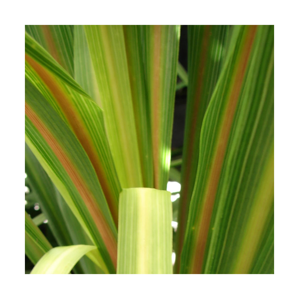 Cordyline indivisa Festival Lime