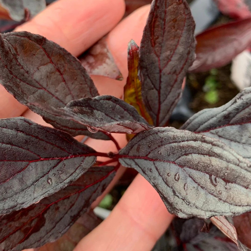 Cornouiller blanc Nightfall® 'Verpaalen3', Cornus